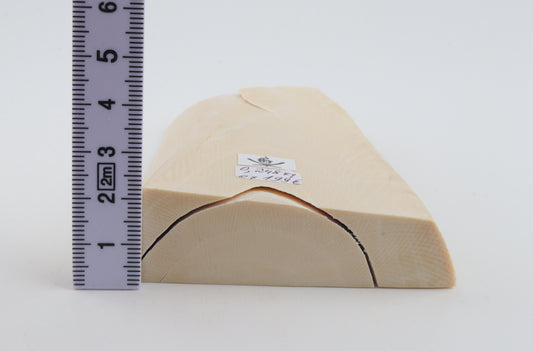 White mammoth ivory segment