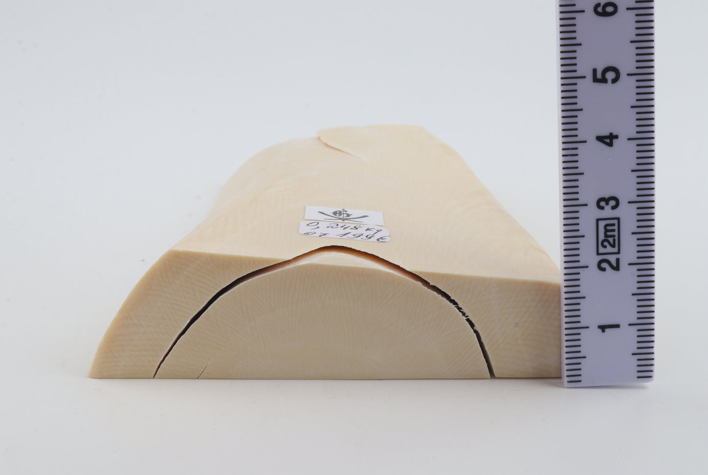 White mammoth ivory segment
