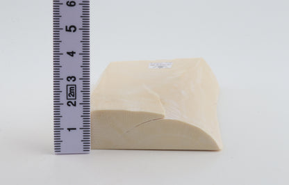 White mammoth ivory segment