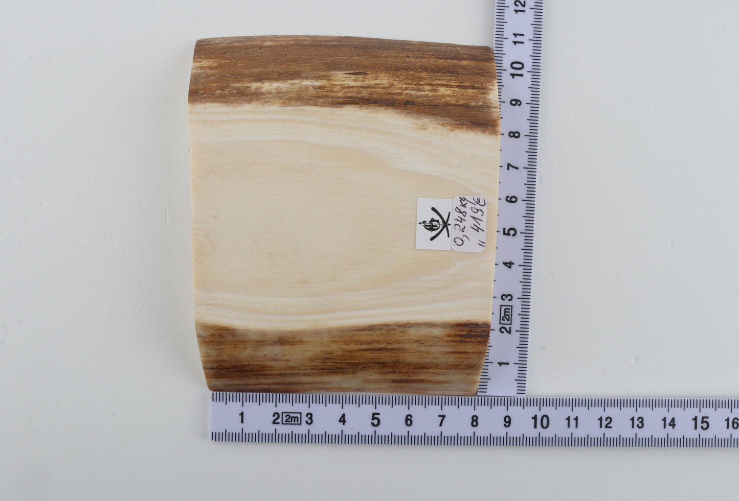 White mammoth ivory segment