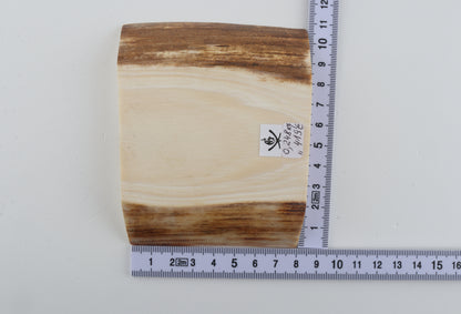 White mammoth ivory segment