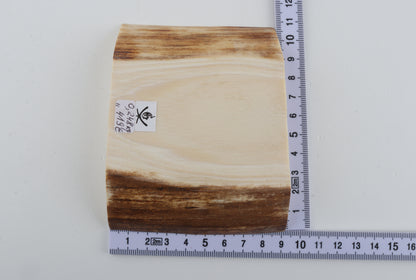 White mammoth ivory segment