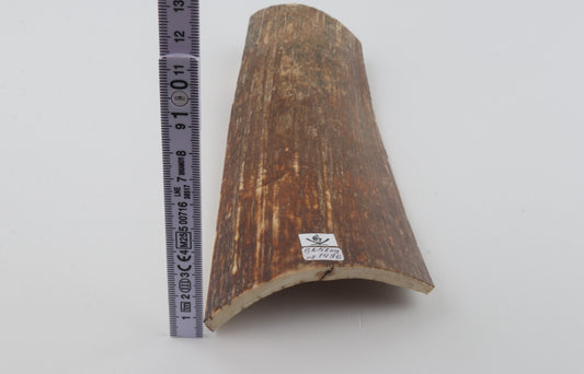 Brown-orange mammoth bark