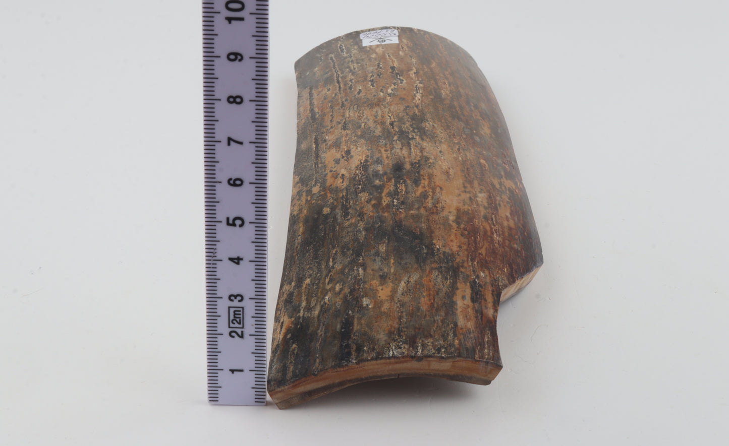 Green-mustard mammoth bark