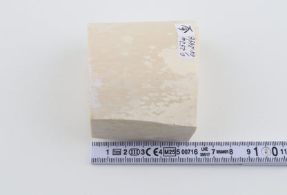 White mammoth ivory segment