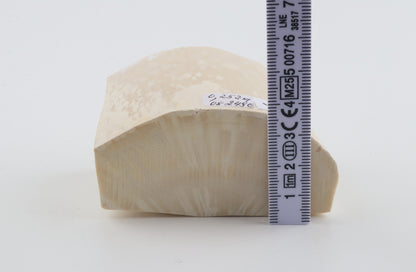 White mammoth ivory segment