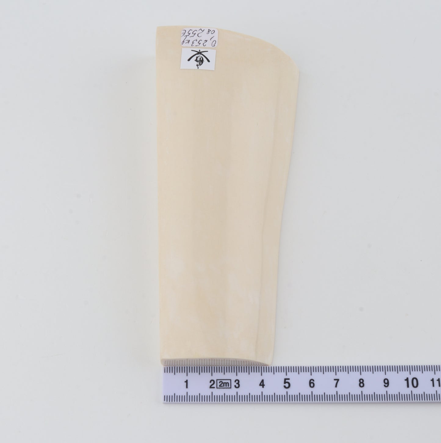White mammoth ivory segment