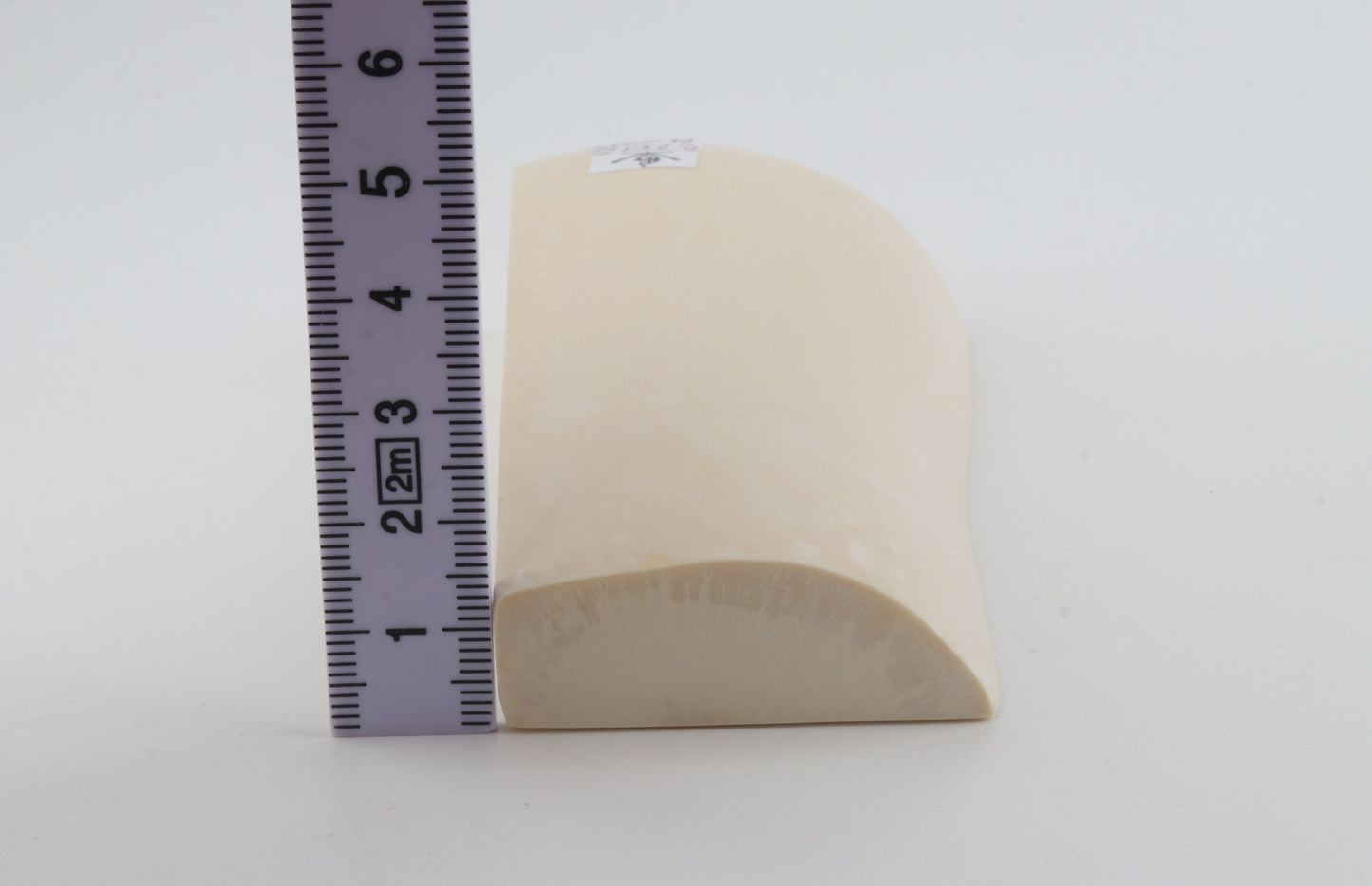White mammoth ivory segment