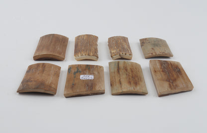 Beige mammoth bark pieces