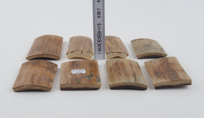 Beige mammoth bark pieces