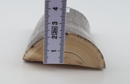 Natural mammoth ivory piece