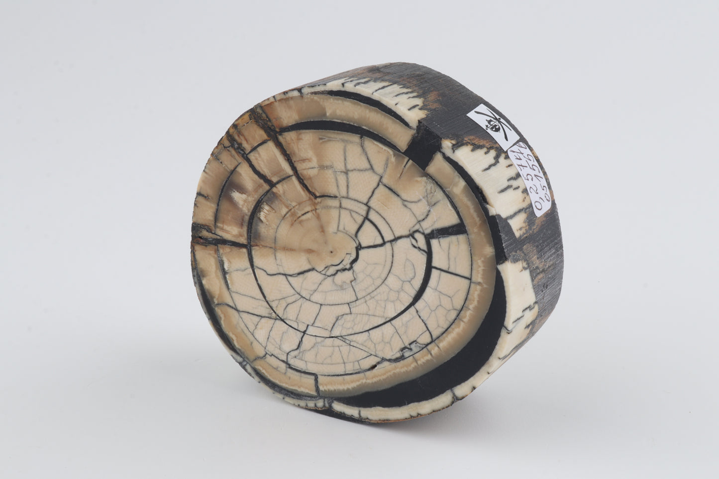 Stabilized mammoth ivory block