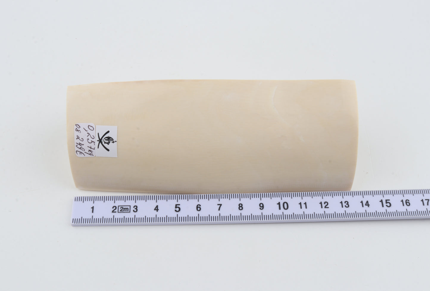 White mammoth ivory segment
