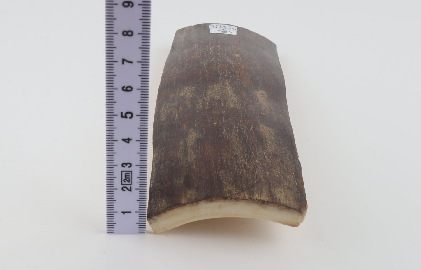 Brown mammoth bark