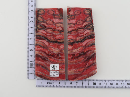 Stabilised mammoth molar scales