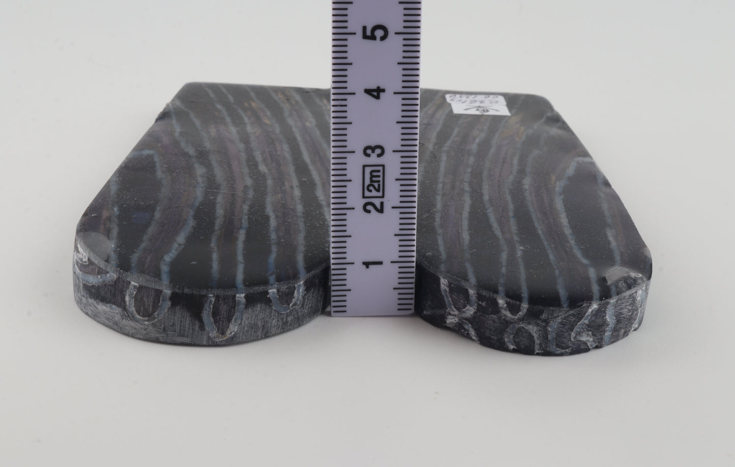 Stabilised mammothj molar scales