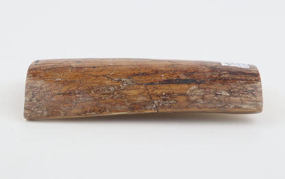 Mustard mammoth bark