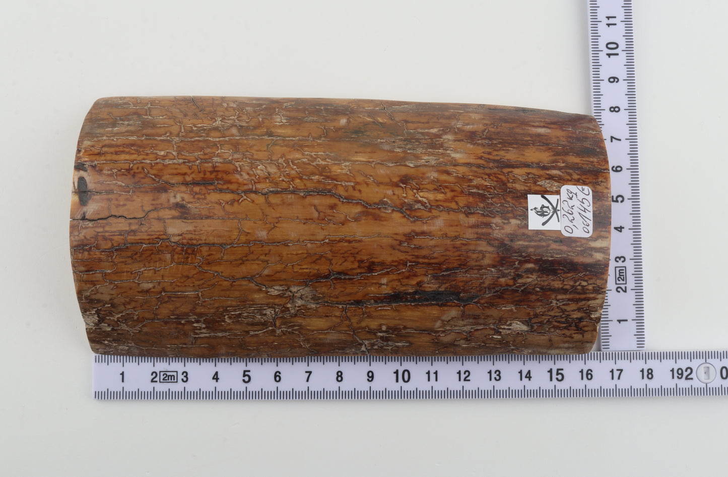 Mustard mammoth bark