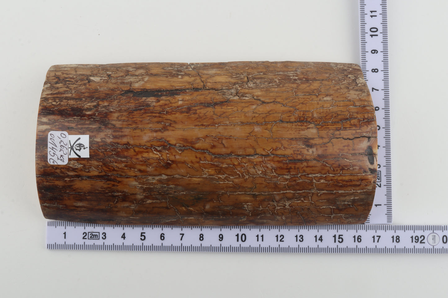 Mustard mammoth bark