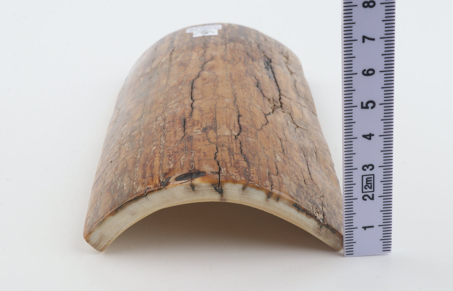 Mustard mammoth bark