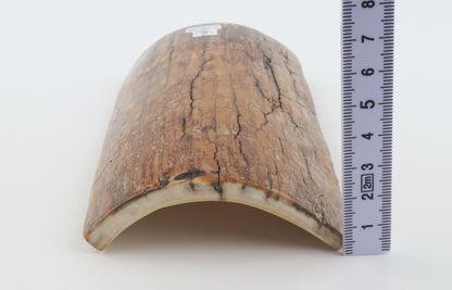 Mustard mammoth bark