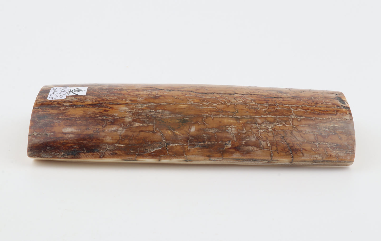 Mustard mammoth bark