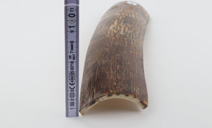 Brown-green mammoth bark