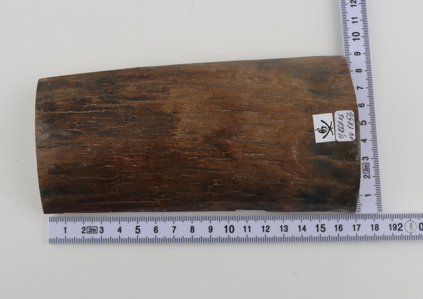 Beige-brown mammoth bark