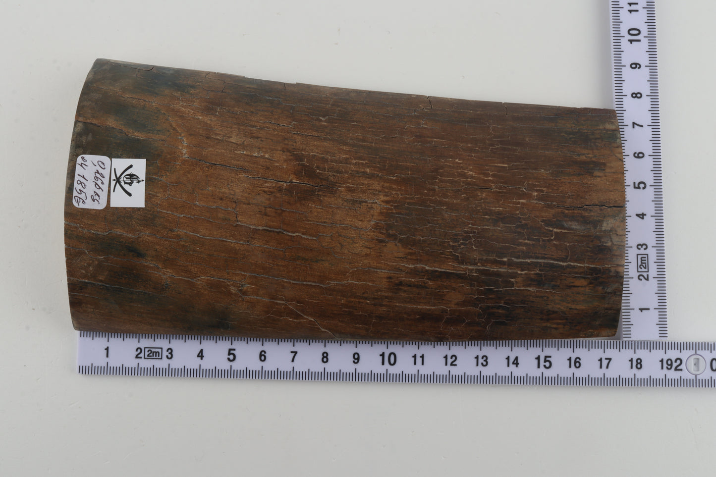 Beige-brown mammoth bark