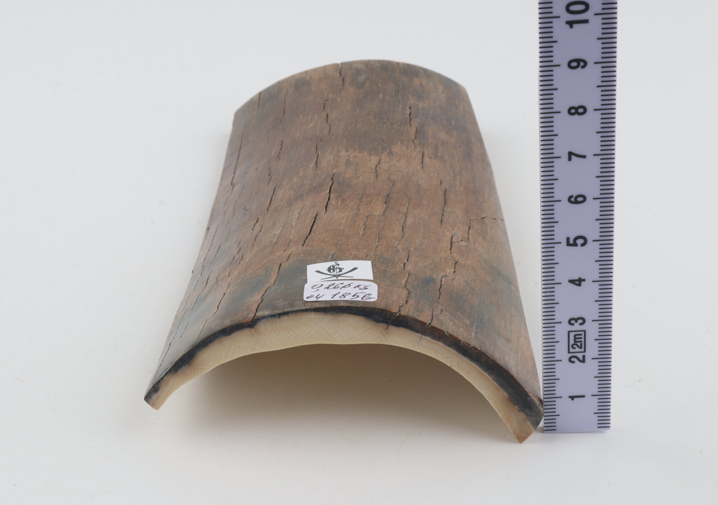 Beige-brown mammoth bark