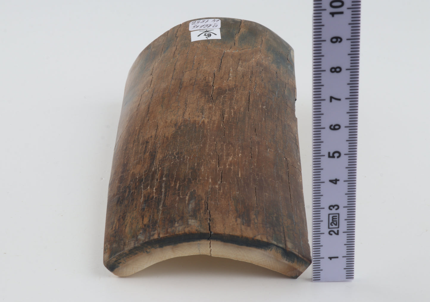Beige-brown mammoth bark