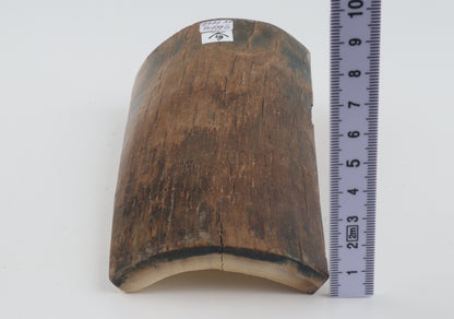 Beige-brown mammoth bark