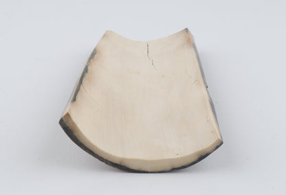 Beige-brown mammoth bark