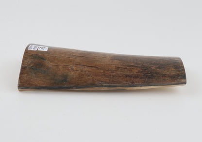 Beige-brown mammoth bark