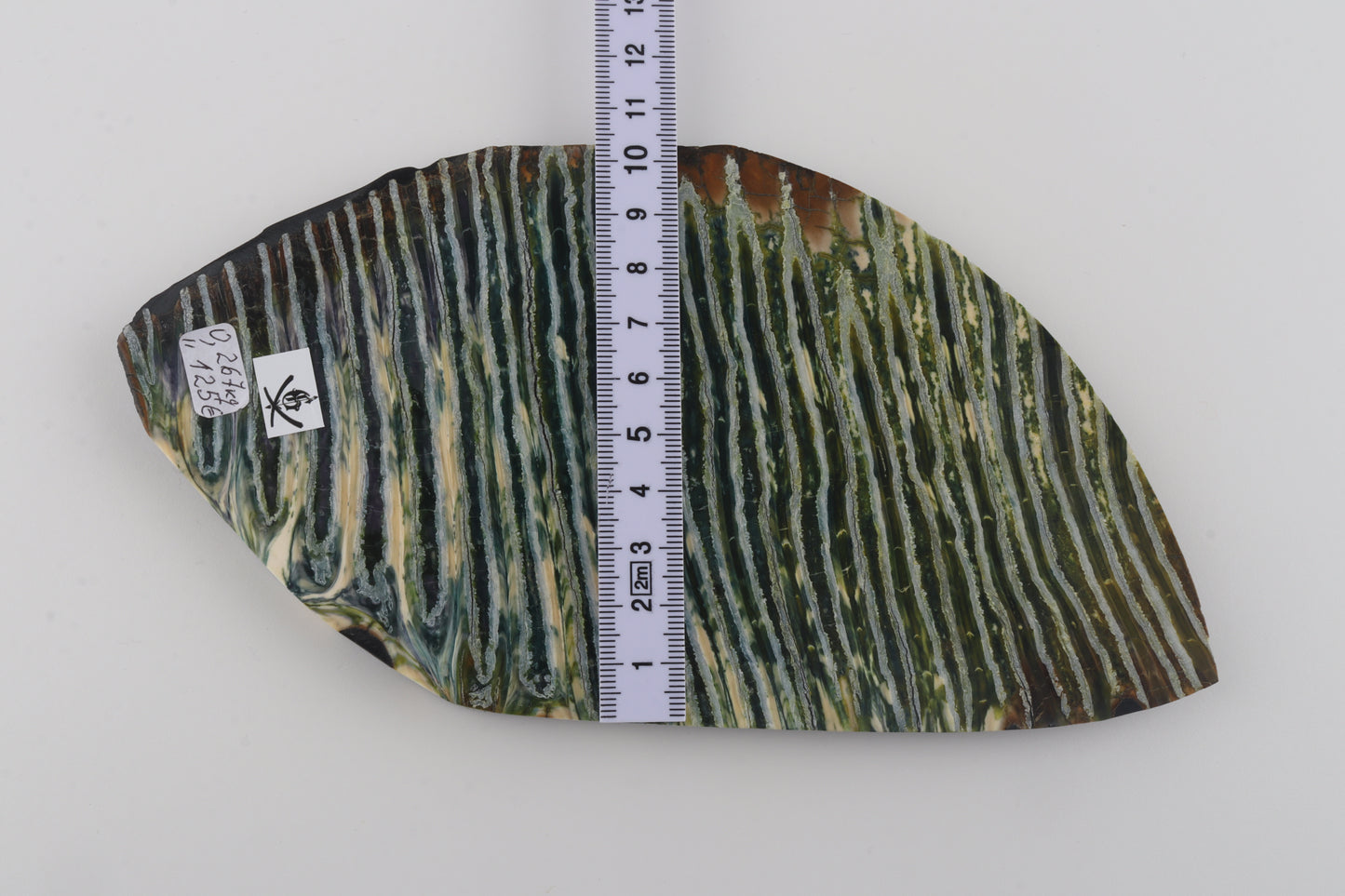 Stabilized mammoth molar piece