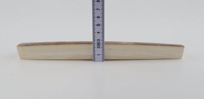 Natural mammoth ivory piece