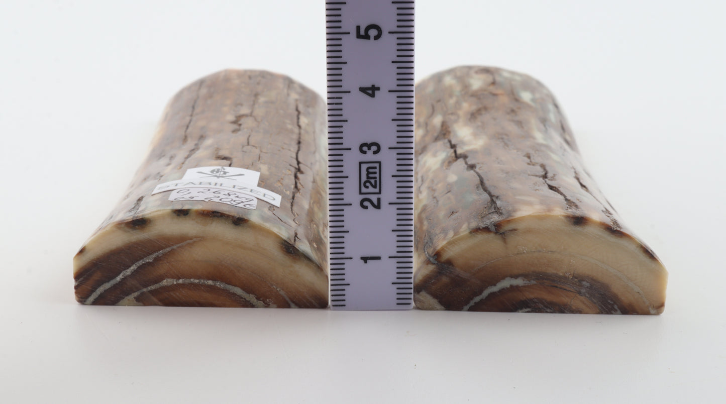 Stabilized mammoth bark scales