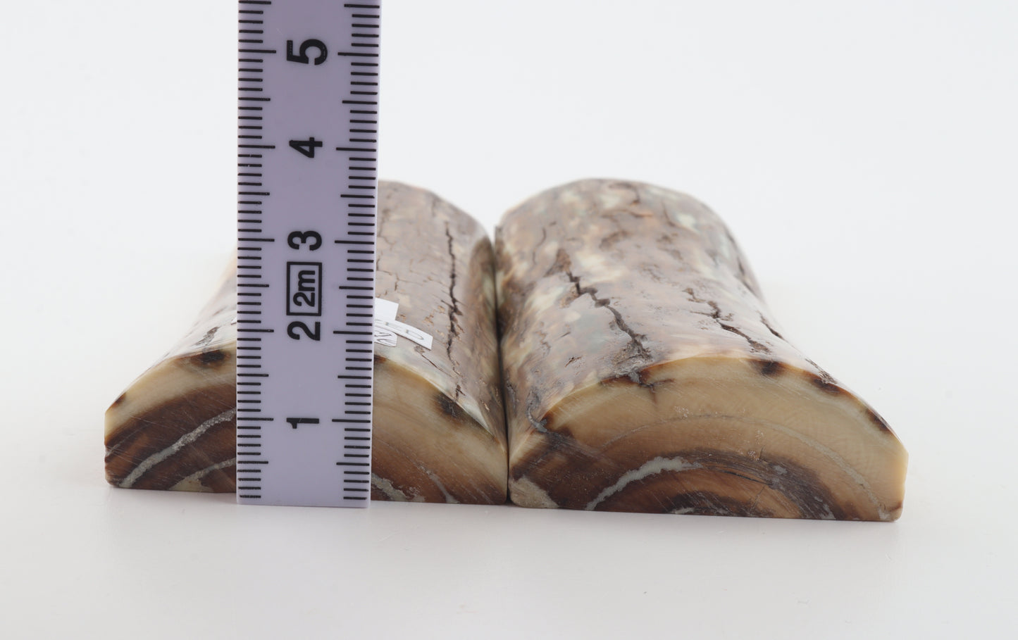 Stabilized mammoth bark scales