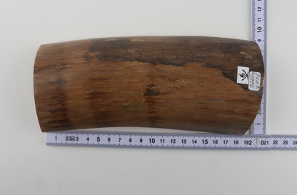 Beige-brown mammoth bark