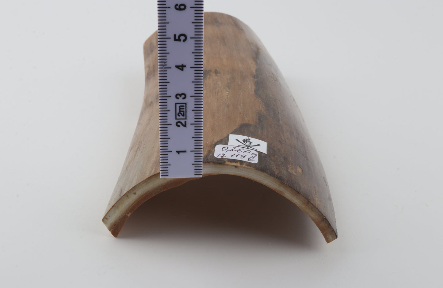 Beige-brown mammoth bark