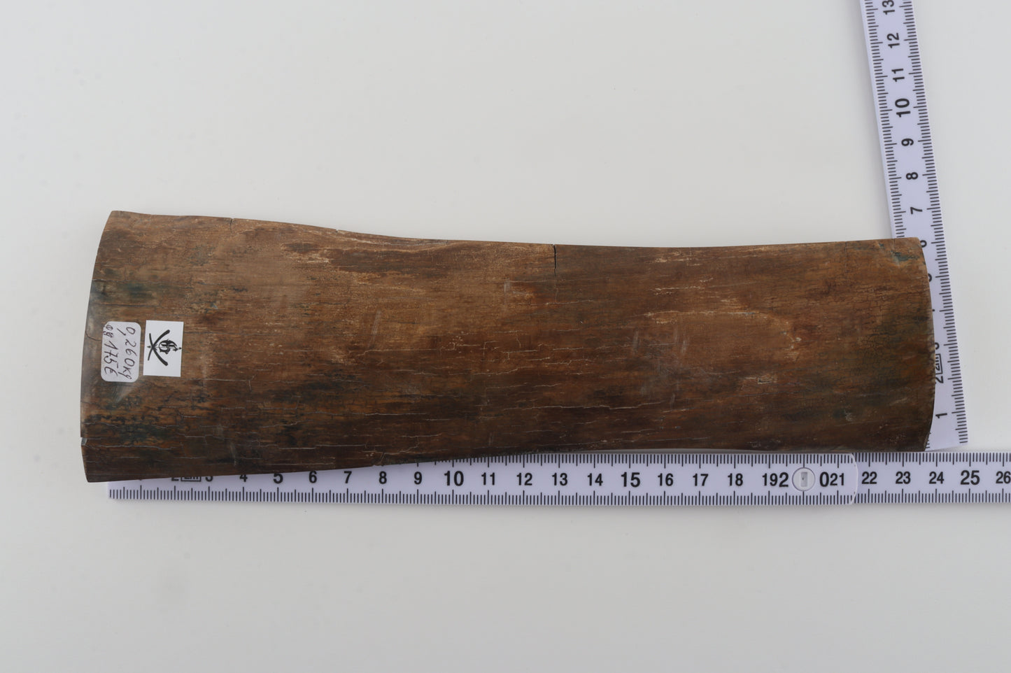 Beige mammoth bark