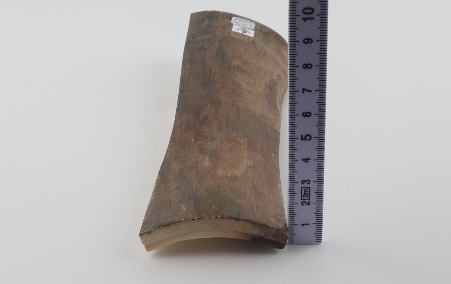 Beige mammoth bark