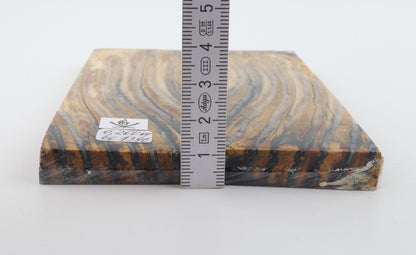 Stabilised mammoth molar scales