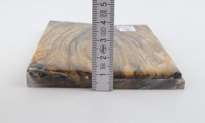 Stabilised mammoth molar scales