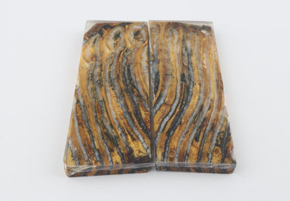 Stabilised mammoth molar scales
