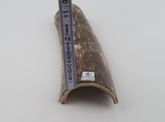Brown mammoth bark
