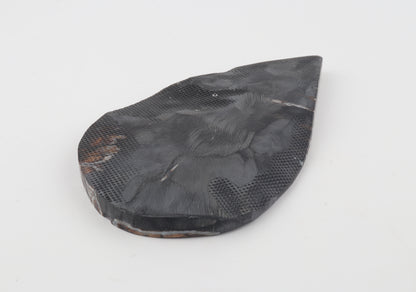 Stabilized mammoth molar slab