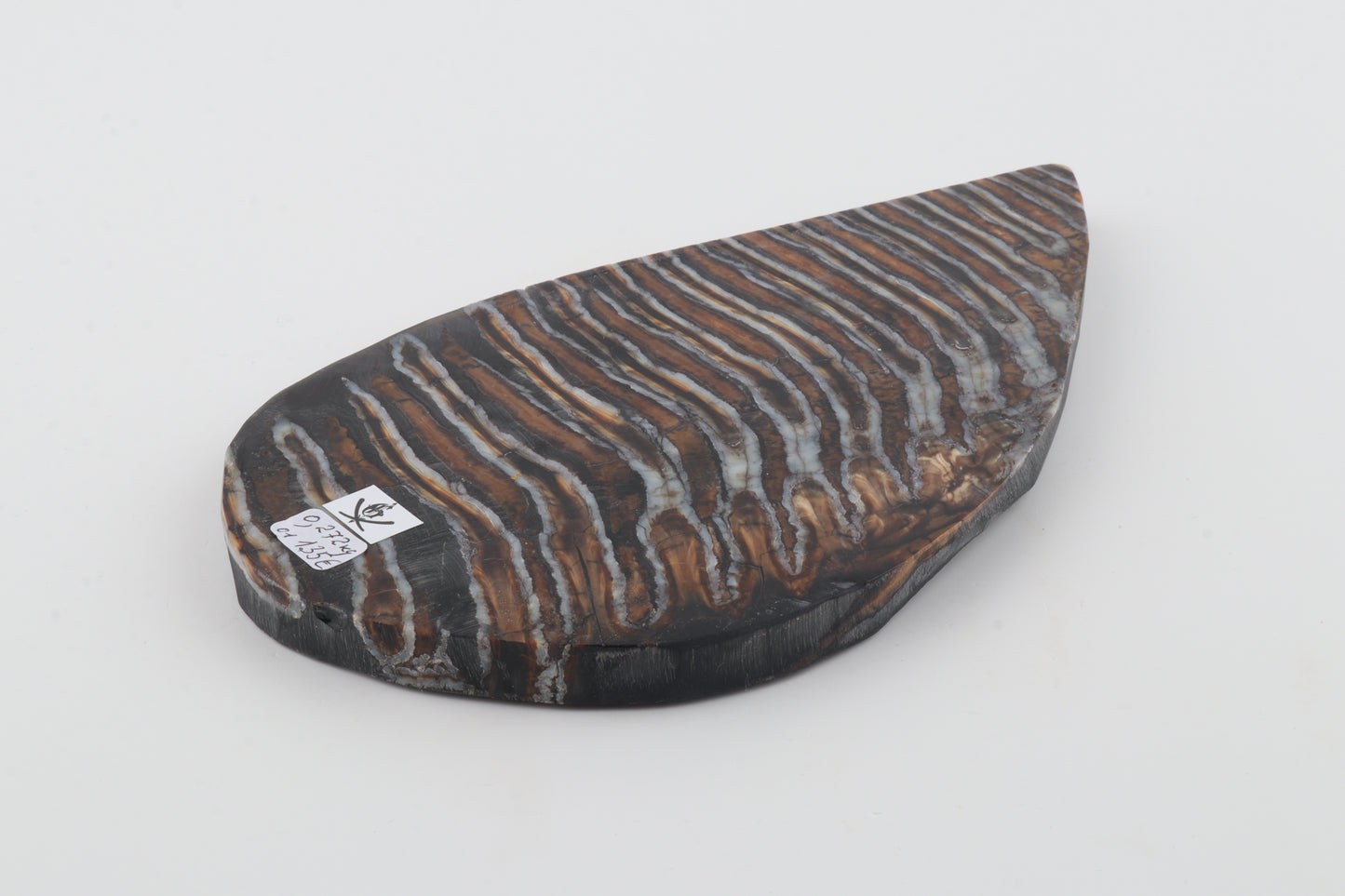 Stabilized mammoth molar slab