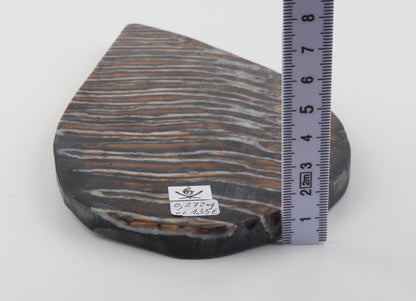 Stabilized mammoth molar slab
