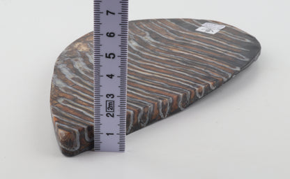 Stabilized mammoth molar slab